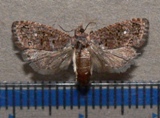 Thaumatotibia leucotreta